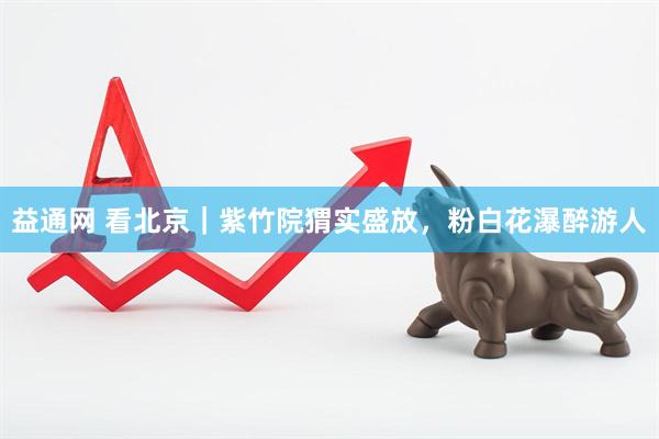 益通网 看北京｜紫竹院猬实盛放，粉白花瀑醉游人