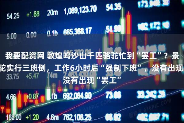 我要配资网 敦煌鸣沙山千匹骆驼忙到“罢工”？景区：骆驼实行三班倒，工作6小时后“强制下班”，没有出现“罢工”
